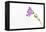 Single Flower on White Background-Will Wilkinson-Framed Premier Image Canvas