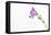 Single Flower on White Background-Will Wilkinson-Framed Premier Image Canvas