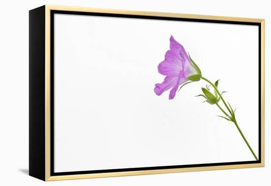 Single Flower on White Background-Will Wilkinson-Framed Premier Image Canvas