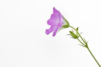 Single Flower on White Background' Photographic Print - Will Wilkinson |  Art.com