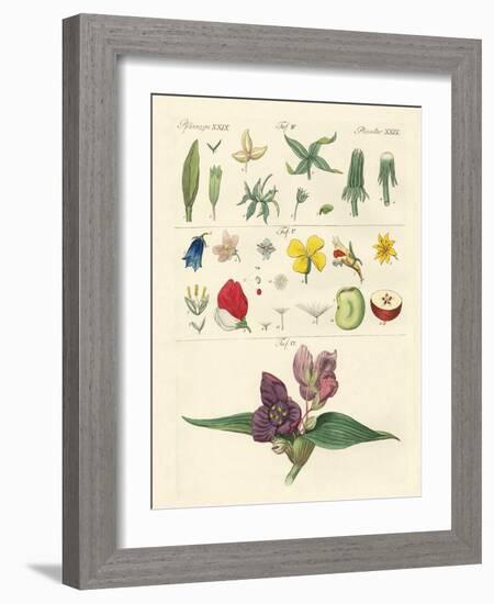 Single Flower Parts-null-Framed Giclee Print