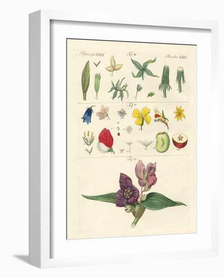 Single Flower Parts-null-Framed Giclee Print