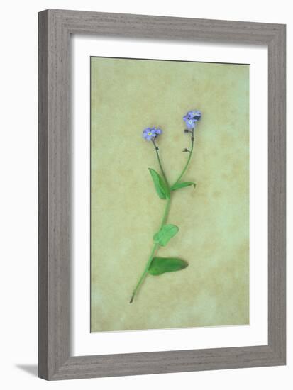 Single Flower-Den Reader-Framed Photographic Print