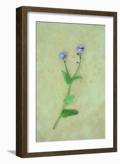 Single Flower-Den Reader-Framed Photographic Print