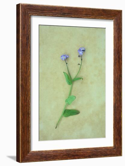 Single Flower-Den Reader-Framed Photographic Print