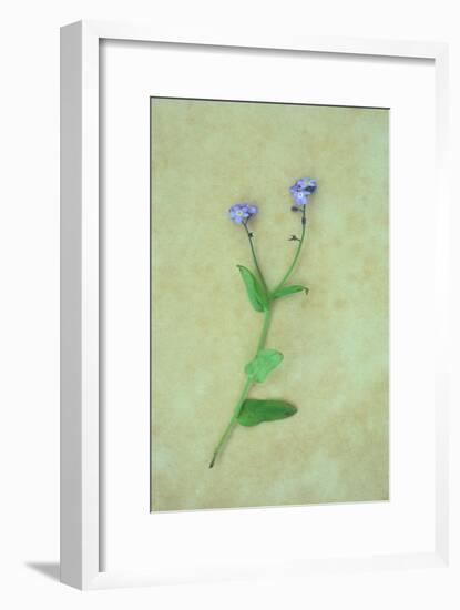 Single Flower-Den Reader-Framed Photographic Print