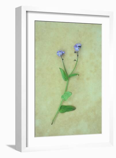 Single Flower-Den Reader-Framed Photographic Print