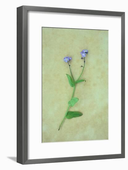 Single Flower-Den Reader-Framed Photographic Print