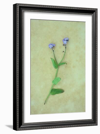 Single Flower-Den Reader-Framed Photographic Print