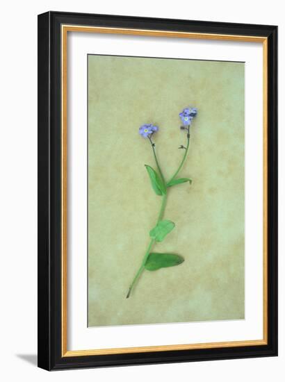 Single Flower-Den Reader-Framed Photographic Print