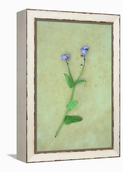 Single Flower-Den Reader-Framed Premier Image Canvas