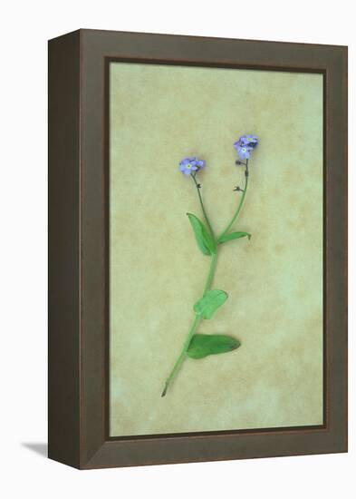 Single Flower-Den Reader-Framed Premier Image Canvas