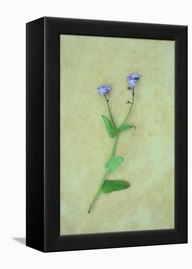 Single Flower-Den Reader-Framed Premier Image Canvas