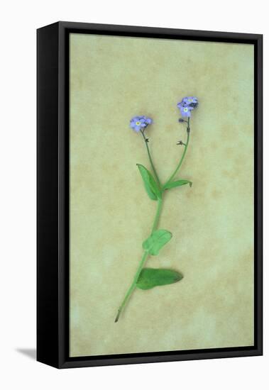 Single Flower-Den Reader-Framed Premier Image Canvas