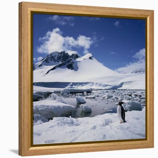 Single Gentoo Penguin on Ice in a Snowy Landscape, on the Antarctic Peninsula, Antarctica-Geoff Renner-Framed Premier Image Canvas