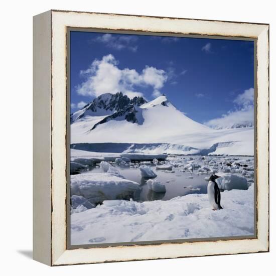 Single Gentoo Penguin on Ice in a Snowy Landscape, on the Antarctic Peninsula, Antarctica-Geoff Renner-Framed Premier Image Canvas