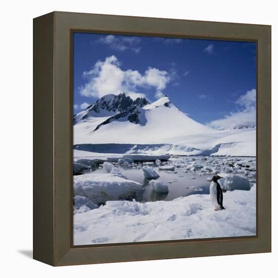 Single Gentoo Penguin on Ice in a Snowy Landscape, on the Antarctic Peninsula, Antarctica-Geoff Renner-Framed Premier Image Canvas