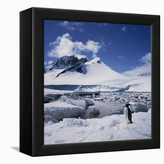 Single Gentoo Penguin on Ice in a Snowy Landscape, on the Antarctic Peninsula, Antarctica-Geoff Renner-Framed Premier Image Canvas