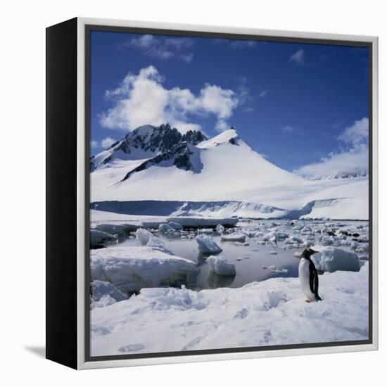 Single Gentoo Penguin on Ice in a Snowy Landscape, on the Antarctic Peninsula, Antarctica-Geoff Renner-Framed Premier Image Canvas