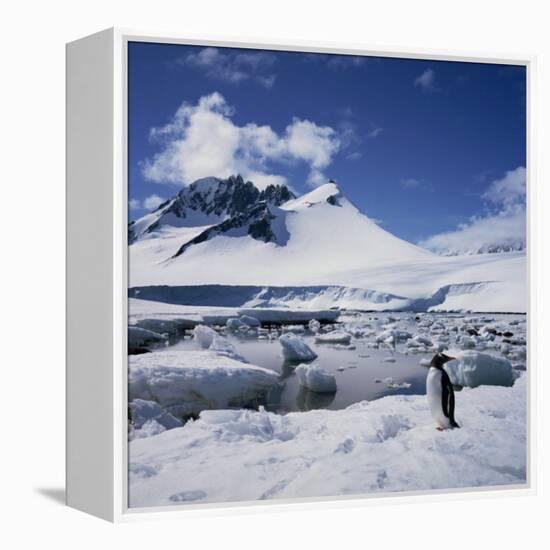 Single Gentoo Penguin on Ice in a Snowy Landscape, on the Antarctic Peninsula, Antarctica-Geoff Renner-Framed Premier Image Canvas