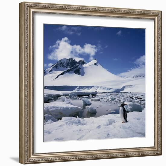 Single Gentoo Penguin on Ice in a Snowy Landscape, on the Antarctic Peninsula, Antarctica-Geoff Renner-Framed Photographic Print