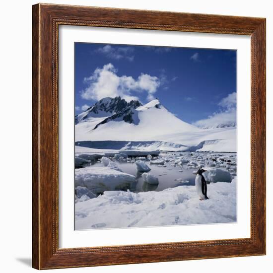 Single Gentoo Penguin on Ice in a Snowy Landscape, on the Antarctic Peninsula, Antarctica-Geoff Renner-Framed Photographic Print