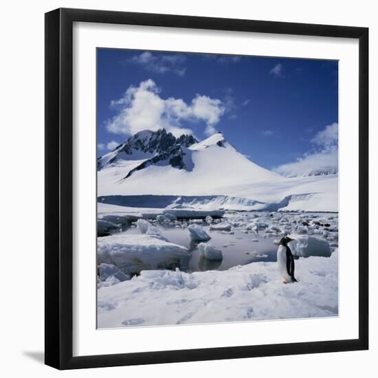Single Gentoo Penguin on Ice in a Snowy Landscape, on the Antarctic Peninsula, Antarctica-Geoff Renner-Framed Photographic Print