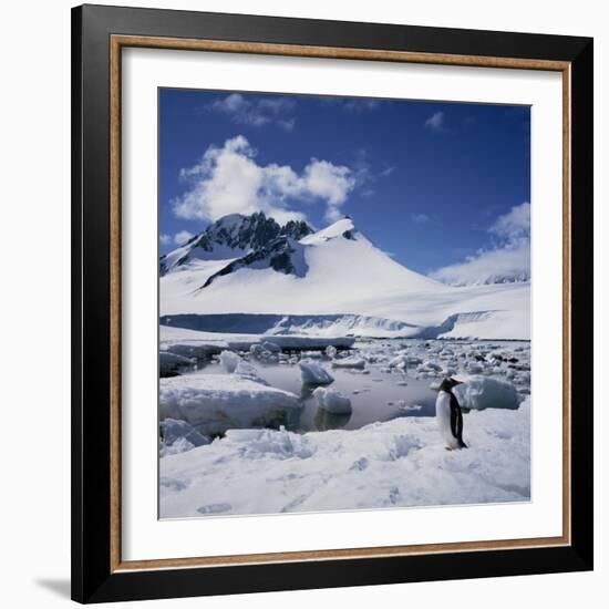 Single Gentoo Penguin on Ice in a Snowy Landscape, on the Antarctic Peninsula, Antarctica-Geoff Renner-Framed Photographic Print