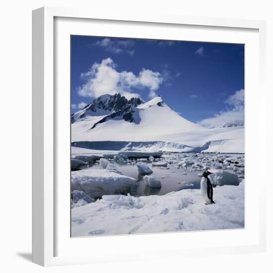 Single Gentoo Penguin on Ice in a Snowy Landscape, on the Antarctic Peninsula, Antarctica-Geoff Renner-Framed Photographic Print