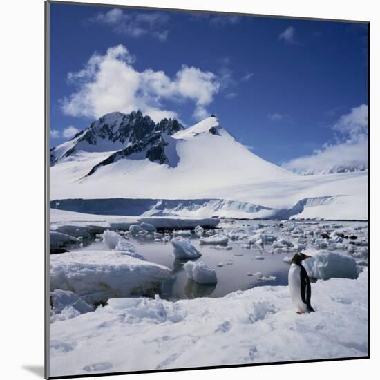 Single Gentoo Penguin on Ice in a Snowy Landscape, on the Antarctic Peninsula, Antarctica-Geoff Renner-Mounted Photographic Print