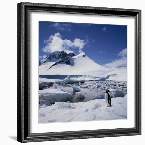 Single Gentoo Penguin on Ice in a Snowy Landscape, on the Antarctic Peninsula, Antarctica-Geoff Renner-Framed Photographic Print