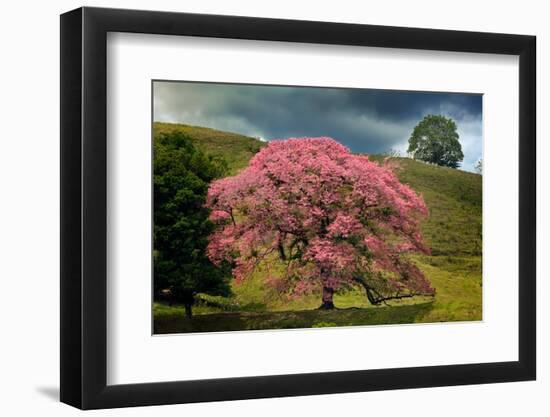 Single large flowering tree, Costa Rica-Adam Jones-Framed Photographic Print