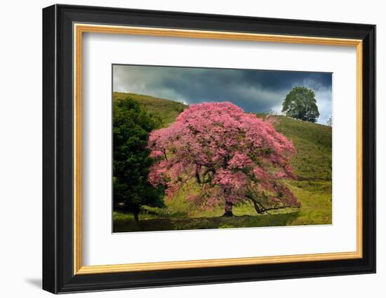 Single large flowering tree, Costa Rica-Adam Jones-Framed Photographic Print