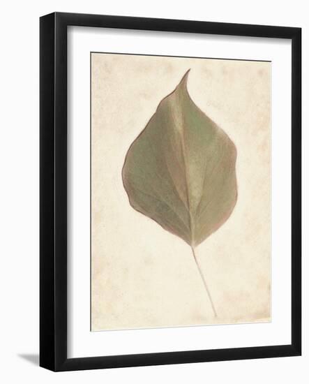 Single Leaf-Amy Melious-Framed Art Print