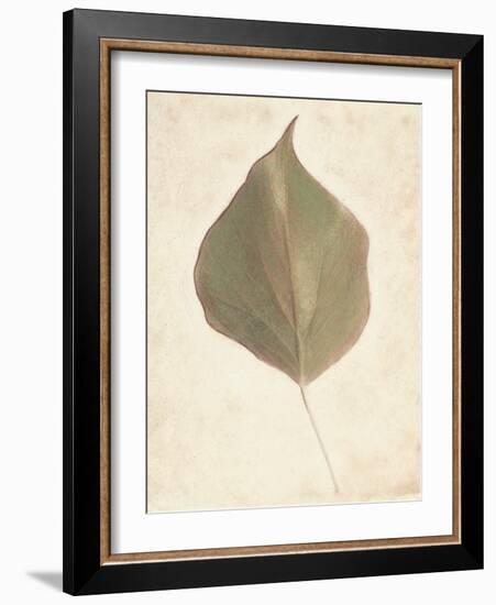 Single Leaf-Amy Melious-Framed Art Print