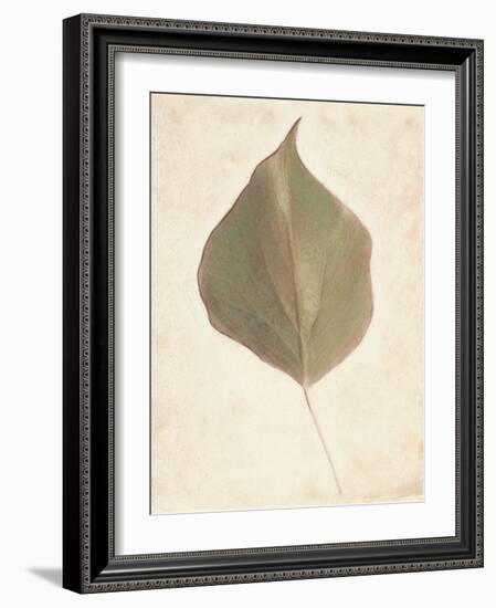Single Leaf-Amy Melious-Framed Art Print