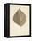 Single Leaf-Amy Melious-Framed Stretched Canvas