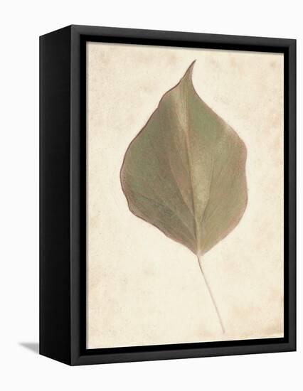 Single Leaf-Amy Melious-Framed Stretched Canvas