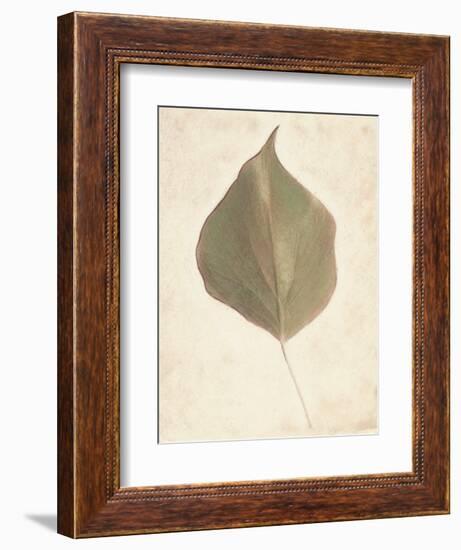 Single Leaf-Amy Melious-Framed Art Print