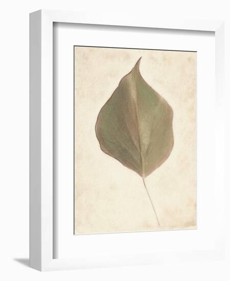 Single Leaf-Amy Melious-Framed Art Print