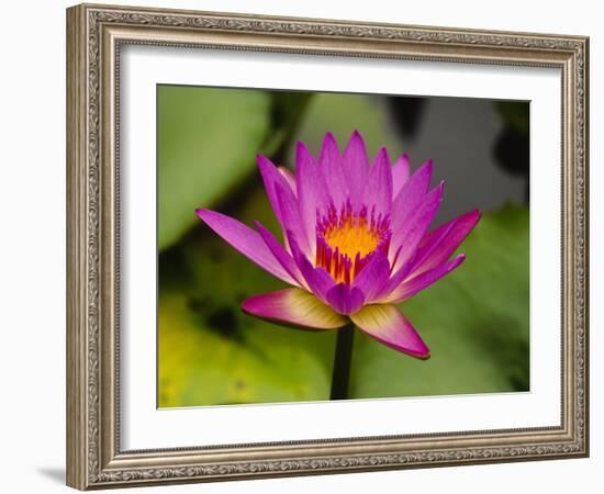 Single Magenta Water Lily, Lake Gardens Park, Kuala Lumpur, Malaysia-Ellen Clark-Framed Photographic Print