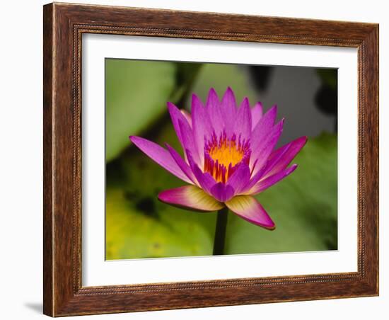 Single Magenta Water Lily, Lake Gardens Park, Kuala Lumpur, Malaysia-Ellen Clark-Framed Photographic Print