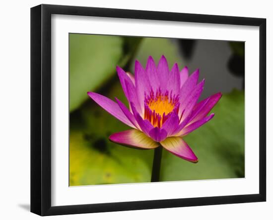 Single Magenta Water Lily, Lake Gardens Park, Kuala Lumpur, Malaysia-Ellen Clark-Framed Photographic Print