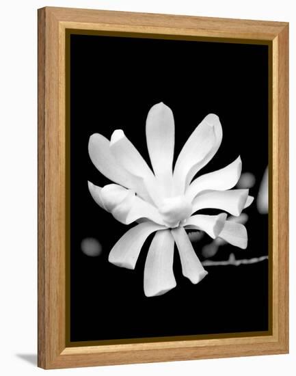 Single Magnolia-Jeff Pica-Framed Premier Image Canvas
