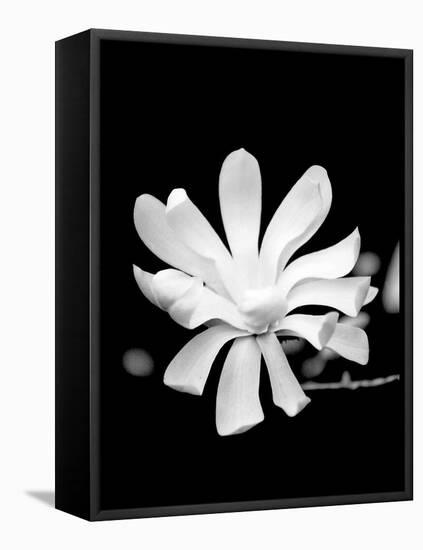 Single Magnolia-Jeff Pica-Framed Premier Image Canvas