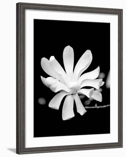 Single Magnolia-Jeff Pica-Framed Photographic Print