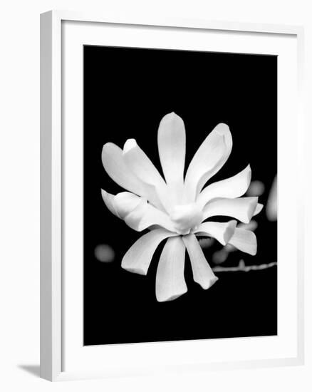 Single Magnolia-Jeff Pica-Framed Photographic Print