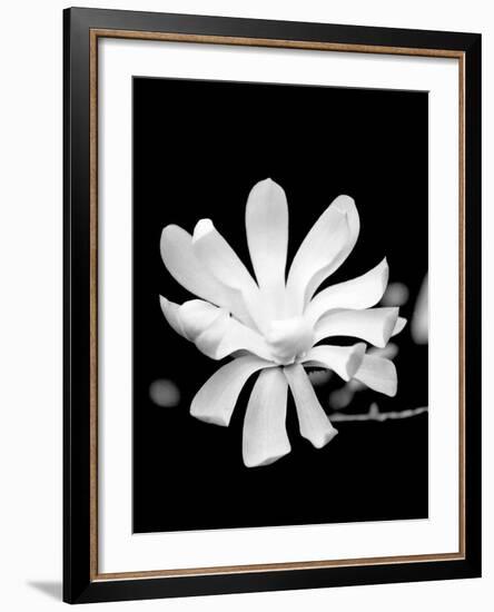 Single Magnolia-Jeff Pica-Framed Photographic Print