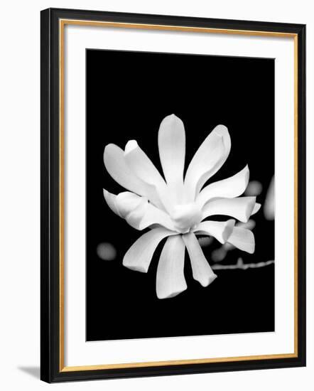 Single Magnolia-Jeff Pica-Framed Photographic Print
