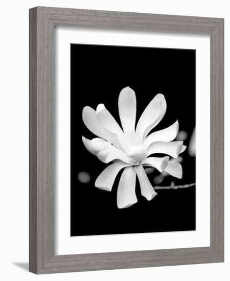 Single Magnolia-Jeff Pica-Framed Photographic Print